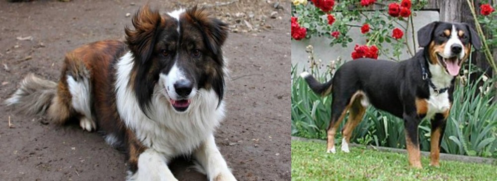 Entlebucher Mountain Dog vs Aidi - Breed Comparison
