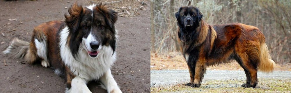 Estrela Mountain Dog vs Aidi - Breed Comparison