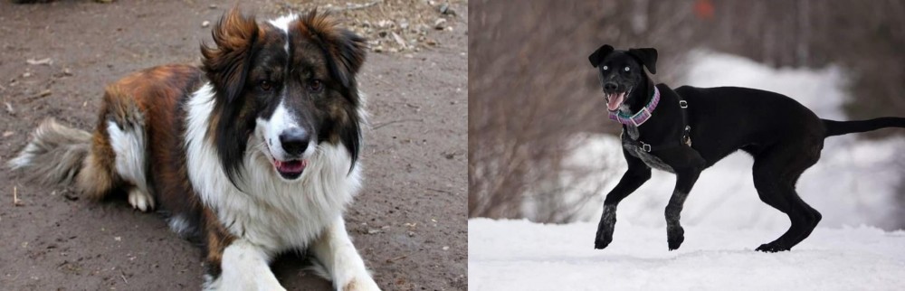Eurohound vs Aidi - Breed Comparison