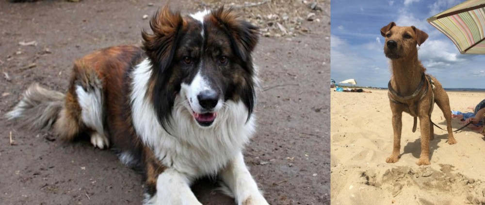 Fell Terrier vs Aidi - Breed Comparison