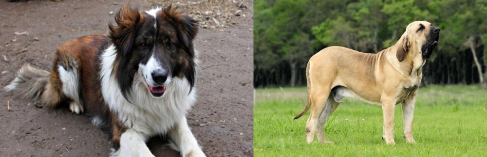 Fila Brasileiro vs Aidi - Breed Comparison