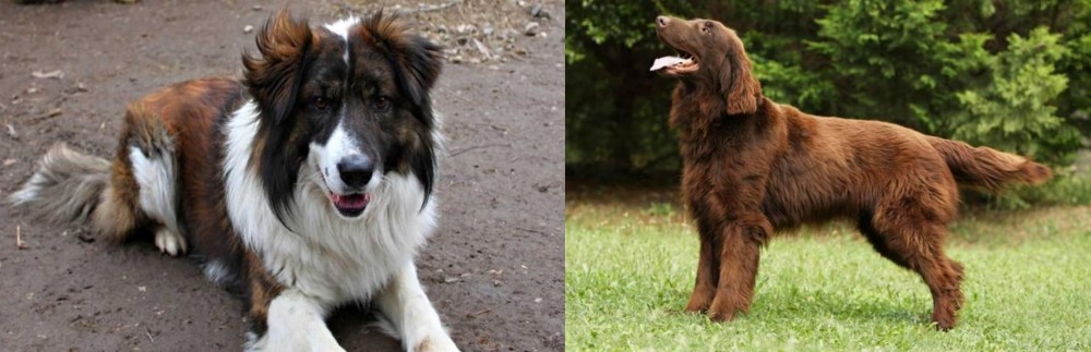Flat-Coated Retriever vs Aidi - Breed Comparison