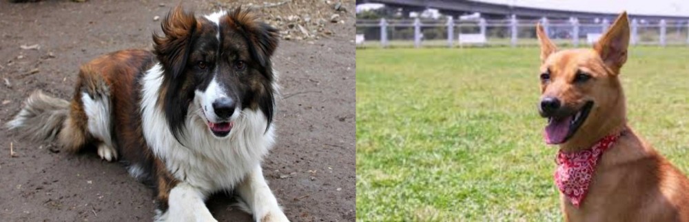 Formosan Mountain Dog vs Aidi - Breed Comparison