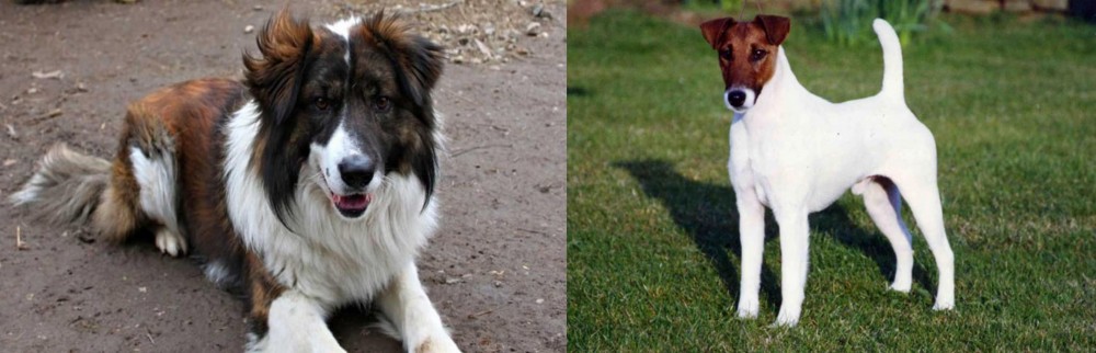 Fox Terrier (Smooth) vs Aidi - Breed Comparison
