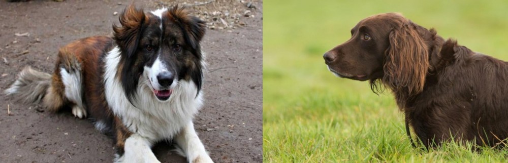 German Longhaired Pointer vs Aidi - Breed Comparison