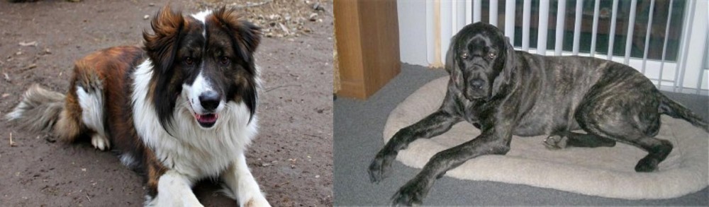 Giant Maso Mastiff vs Aidi - Breed Comparison