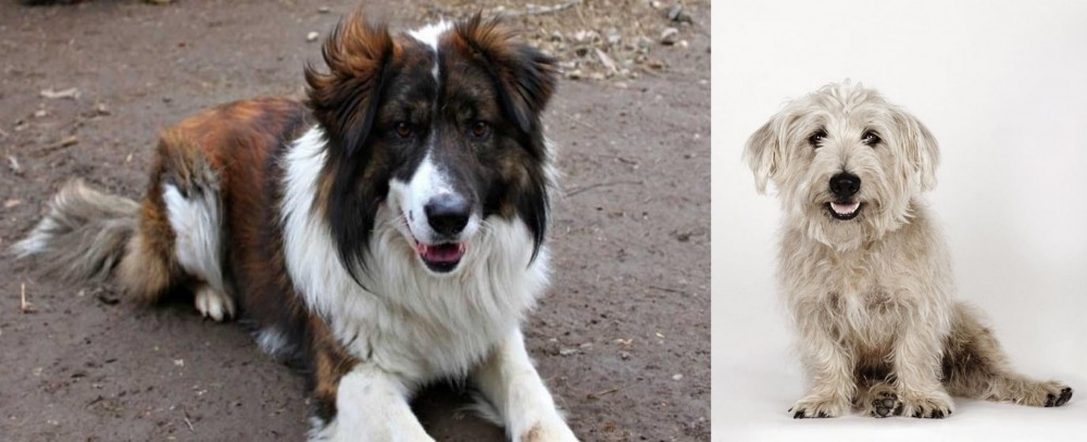 Glen of Imaal Terrier vs Aidi - Breed Comparison