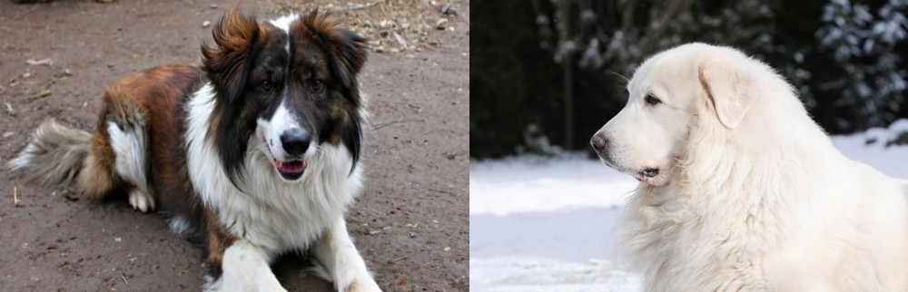 Great Pyrenees vs Aidi - Breed Comparison