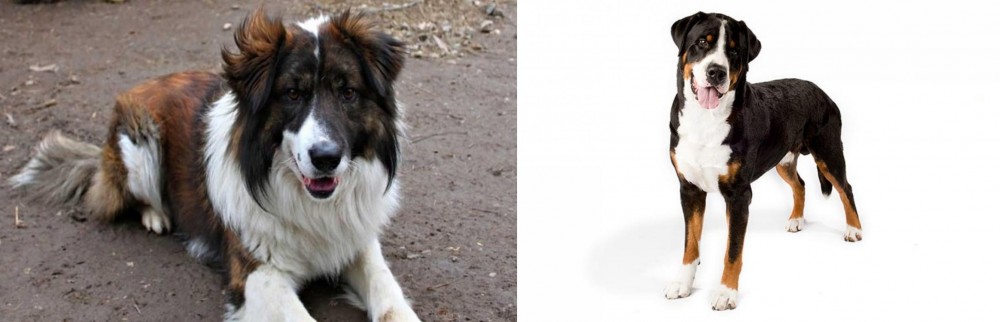 Greater Swiss Mountain Dog vs Aidi - Breed Comparison