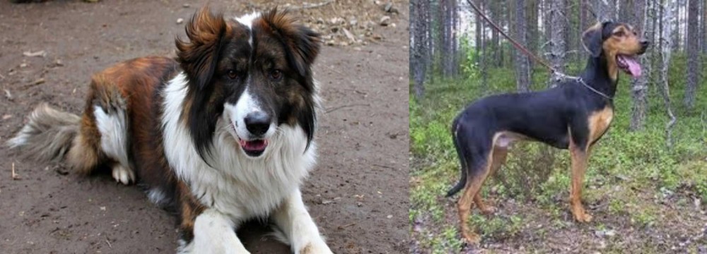 Greek Harehound vs Aidi - Breed Comparison