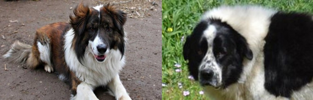 Greek Sheepdog vs Aidi - Breed Comparison