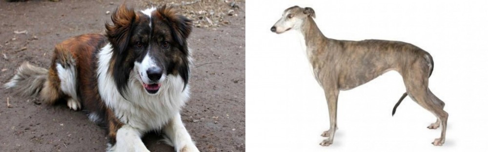 Greyhound vs Aidi - Breed Comparison