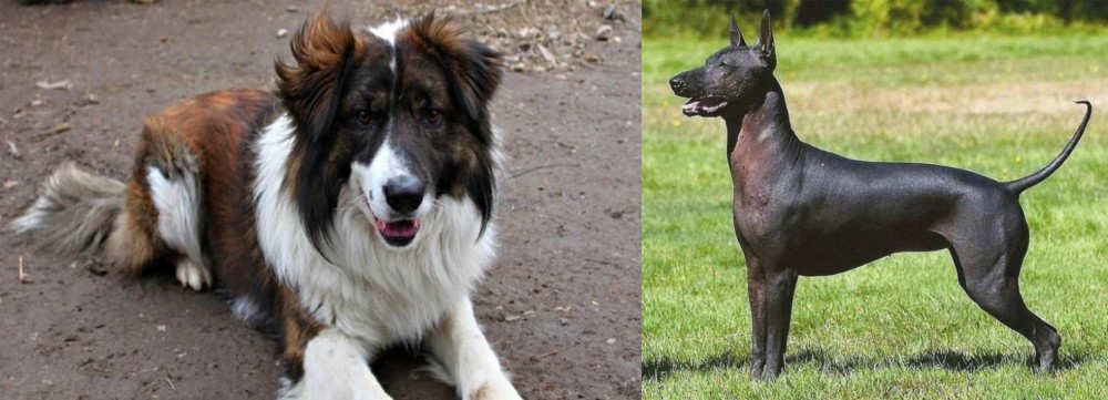 Hairless Khala vs Aidi - Breed Comparison