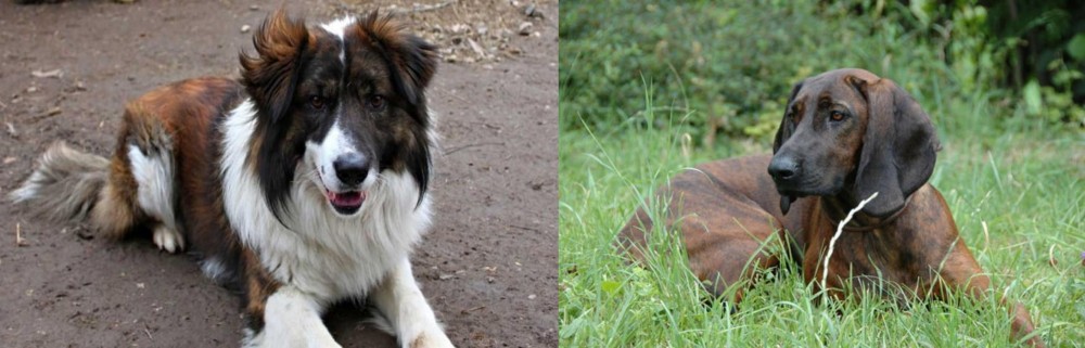 Hanover Hound vs Aidi - Breed Comparison