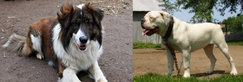 Hermes Bulldogge vs Aidi - Breed Comparison