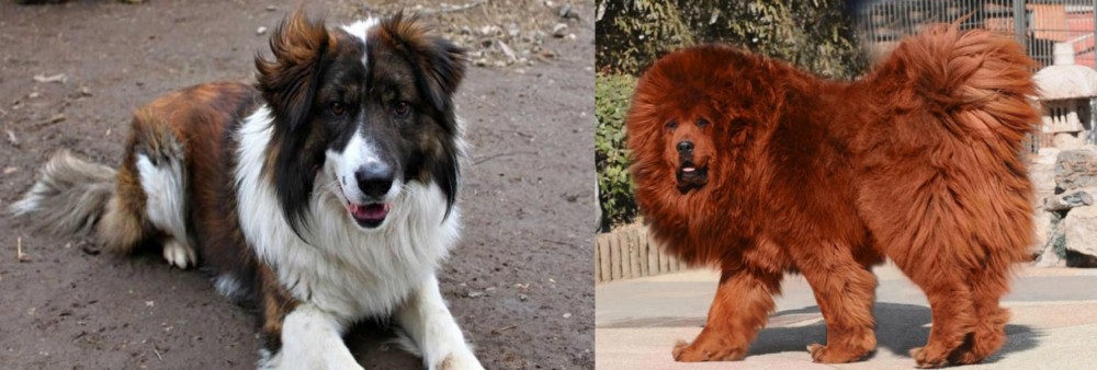 Himalayan Mastiff vs Aidi - Breed Comparison