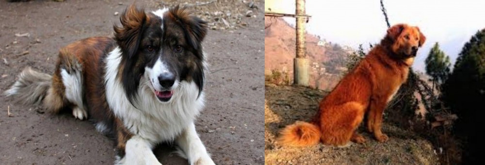 Himalayan Sheepdog vs Aidi - Breed Comparison