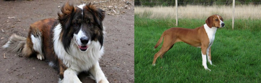 Hygenhund vs Aidi - Breed Comparison