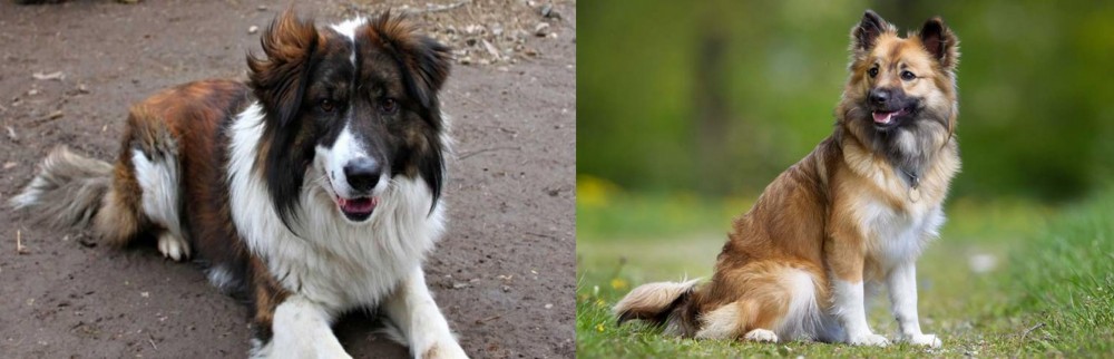 Icelandic Sheepdog vs Aidi - Breed Comparison
