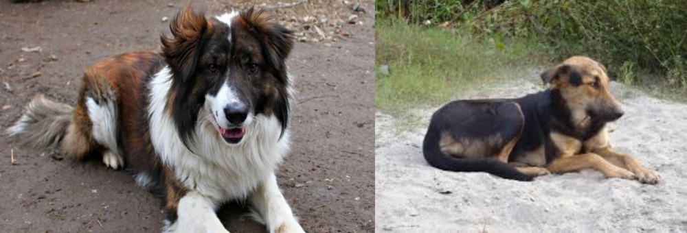 Indian Pariah Dog vs Aidi - Breed Comparison