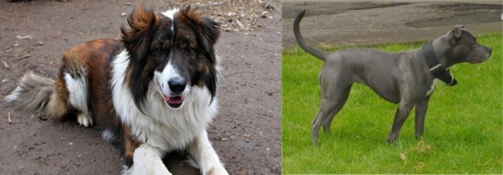 Irish Bull Terrier vs Aidi - Breed Comparison