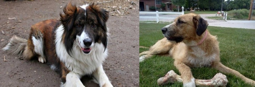 Irish Mastiff Hound vs Aidi - Breed Comparison