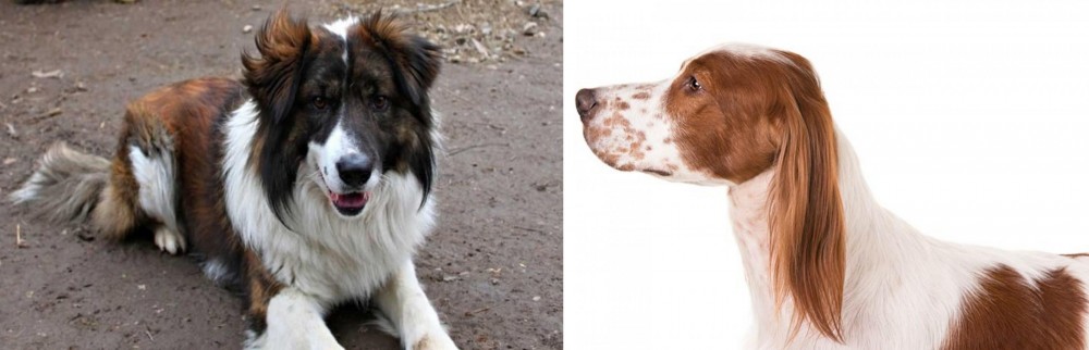 Irish Red and White Setter vs Aidi - Breed Comparison