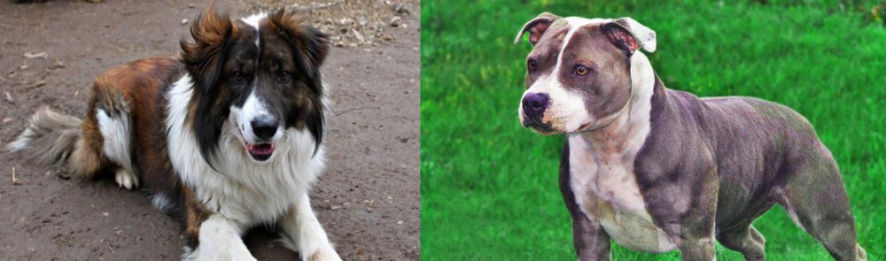 Irish Staffordshire Bull Terrier vs Aidi - Breed Comparison