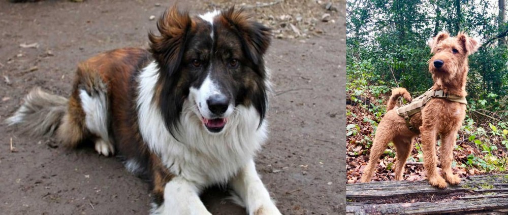 Irish Terrier vs Aidi - Breed Comparison
