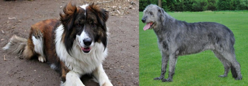 Irish Wolfhound vs Aidi - Breed Comparison