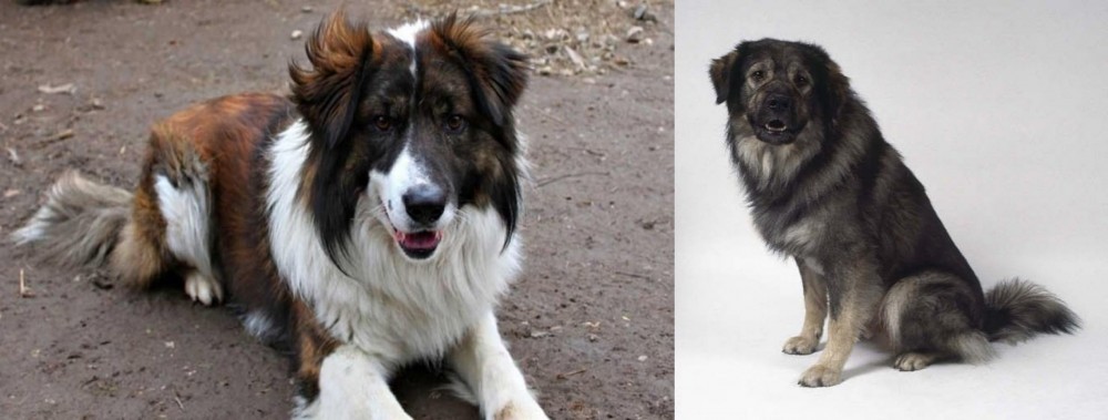 Istrian Sheepdog vs Aidi - Breed Comparison