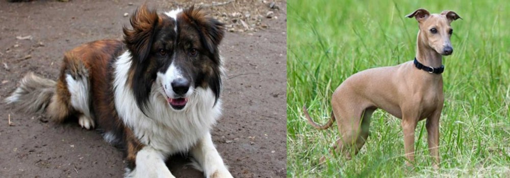 Italian Greyhound vs Aidi - Breed Comparison