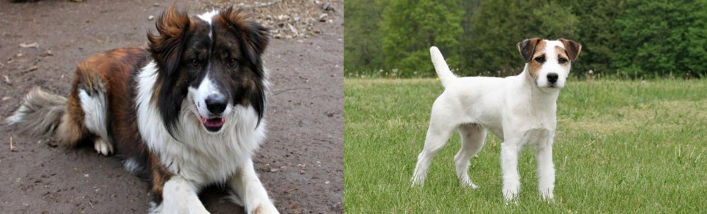 Jack Russell Terrier vs Aidi - Breed Comparison