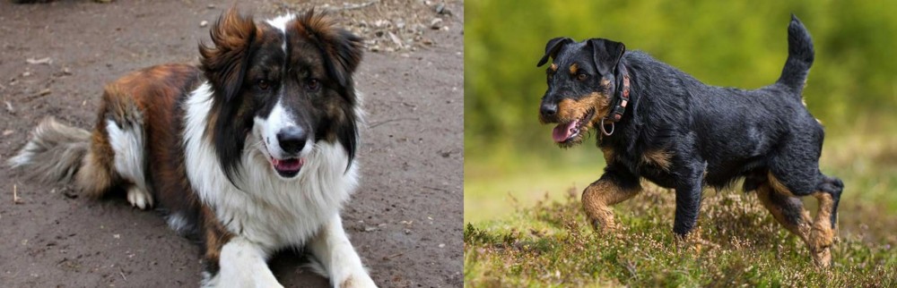 Jagdterrier vs Aidi - Breed Comparison