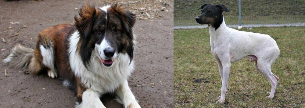 Japanese Terrier vs Aidi - Breed Comparison