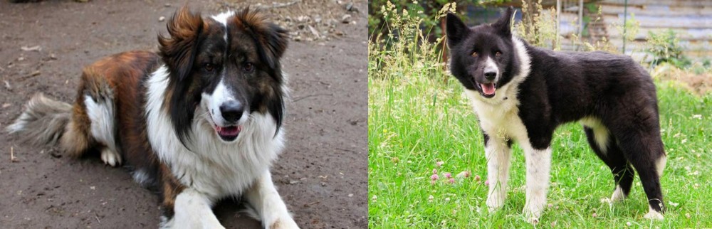 Karelian Bear Dog vs Aidi - Breed Comparison