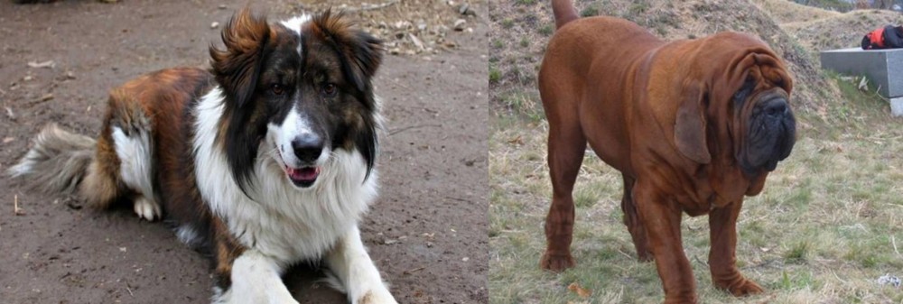 Korean Mastiff vs Aidi - Breed Comparison