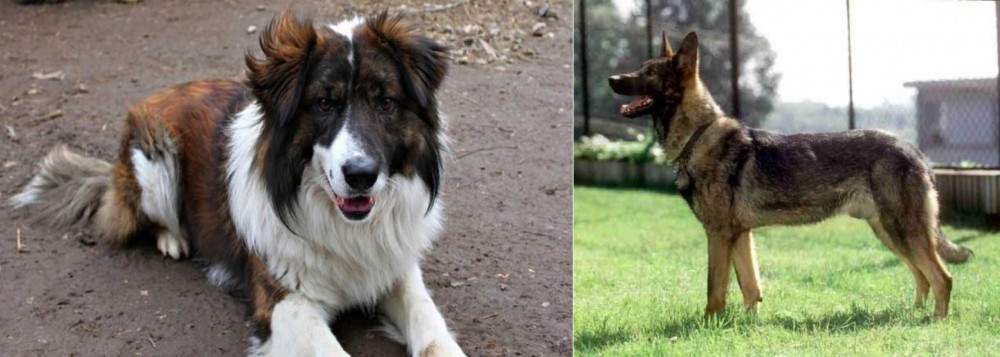 Kunming Dog vs Aidi - Breed Comparison