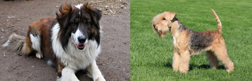 Lakeland Terrier vs Aidi - Breed Comparison
