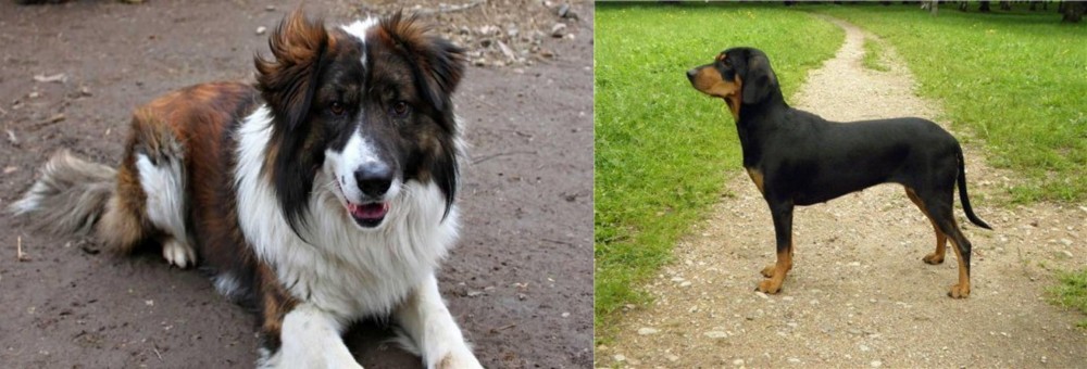 Latvian Hound vs Aidi - Breed Comparison