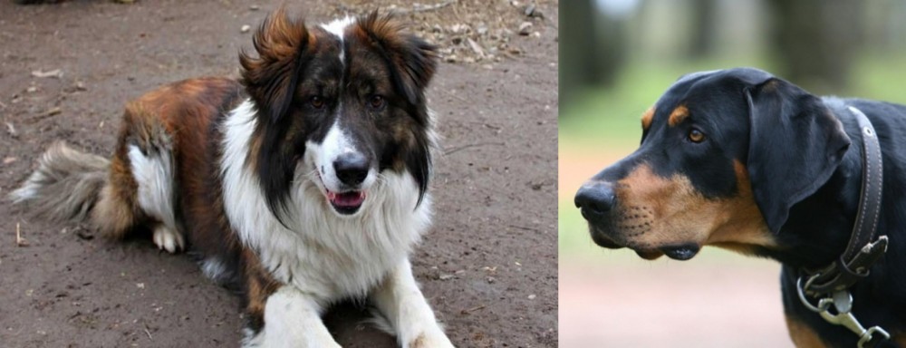 Lithuanian Hound vs Aidi - Breed Comparison