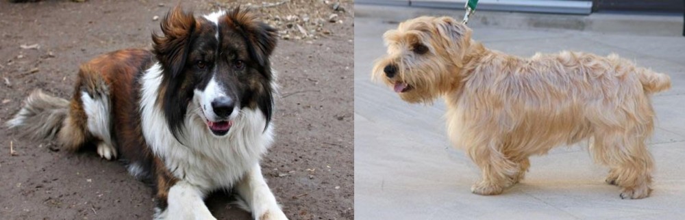 Lucas Terrier vs Aidi - Breed Comparison