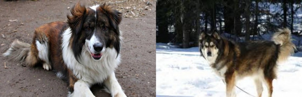 Mackenzie River Husky vs Aidi - Breed Comparison