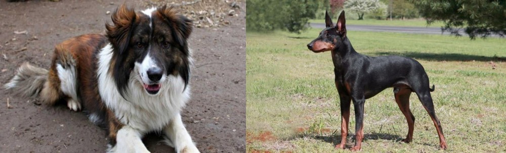 Manchester Terrier vs Aidi - Breed Comparison