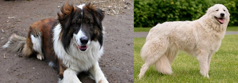 Maremma Sheepdog vs Aidi - Breed Comparison