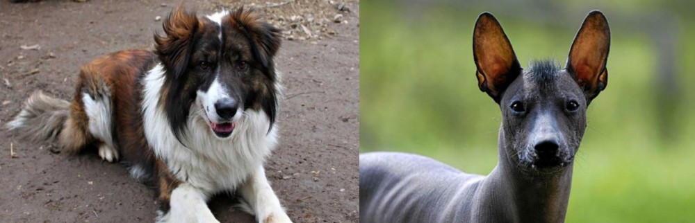 Mexican Hairless vs Aidi - Breed Comparison