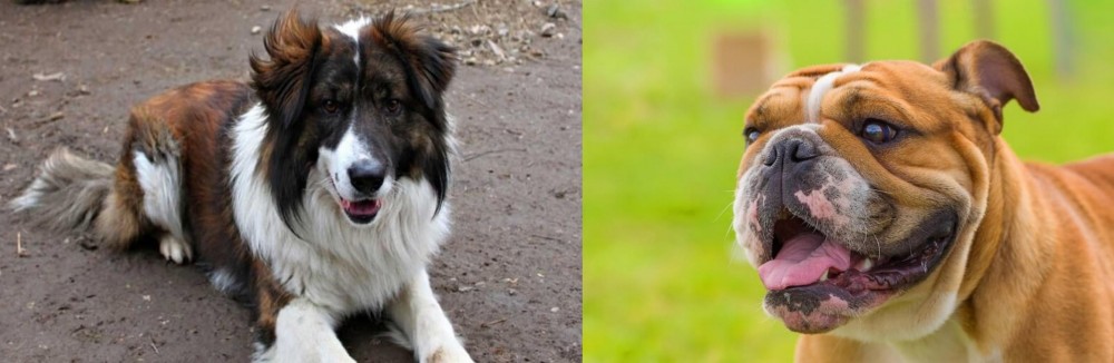 Miniature English Bulldog vs Aidi - Breed Comparison