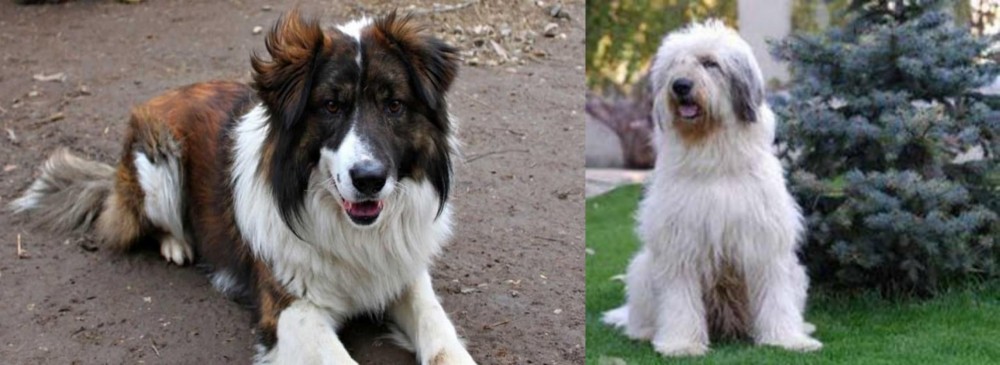 Mioritic Sheepdog vs Aidi - Breed Comparison