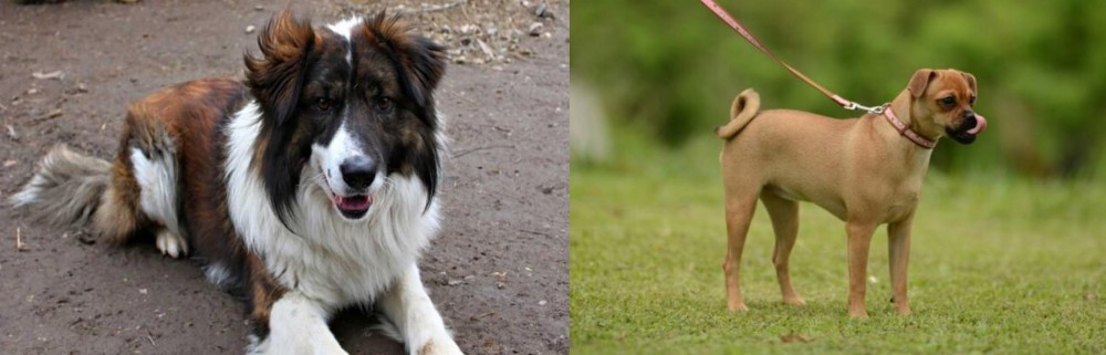 Muggin vs Aidi - Breed Comparison
