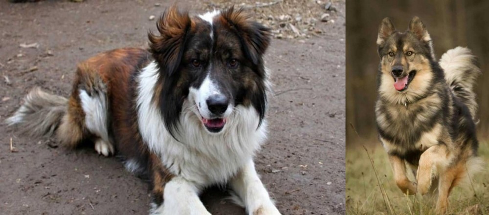 Native American Indian Dog vs Aidi - Breed Comparison